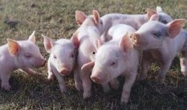 印尼猪瘟最新爆料新闻,最新爆料揭示严峻形势