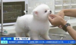 宠物博主爆料视频大全,萌宠日常大揭秘