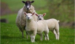 跛角羊最新爆料,娱乐圈幕后真相大曝光！