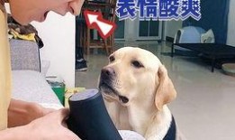 宠物博主爆料视频大全,萌宠日常大揭秘