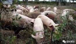 印尼猪瘟最新爆料新闻,最新爆料揭示严峻形势