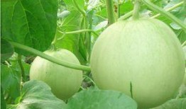 威海吃瓜网红有哪些名字,瓜界风云人物大揭秘