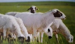 跛角羊最新爆料,娱乐圈幕后真相大曝光！