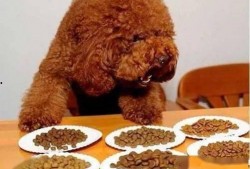 泰王西拉米最新爆料喂狗,揭秘王室喂狗背后的惊人真相！