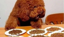 泰王西拉米最新爆料喂狗,揭秘王室喂狗背后的惊人真相！