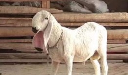 跛角羊最新爆料,娱乐圈幕后真相大曝光！