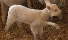 小羊爆料视频在线观看全集,揭秘幕后真相，全集在线观看