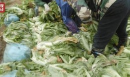 老坛酸菜爆料新闻视频,揭秘食品行业潜规则与消费者权益受损