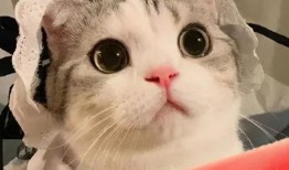 网红吃瓜恐龙是谁啊,网络红人的趣味演绎