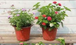 临汾老太太爆料视频最新,揭秘背后惊人真相