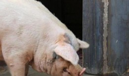 印尼猪瘟最新爆料新闻,最新爆料揭示严峻形势