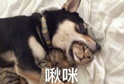 爆料二哈视频下载安装,下载安装视频，笑出腹肌！