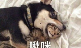 爆料二哈视频下载安装,下载安装视频，笑出腹肌！